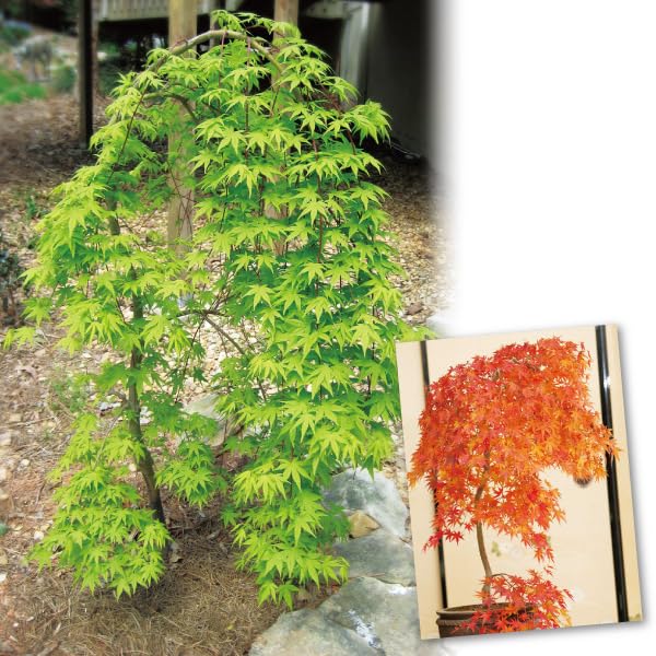 Amazon.co.jp: 花木 もみじ しだれ紅葉 流泉 1株 / 国華園 24年秋商品 