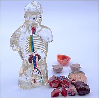 ZMX Human Half Body Manikin Torso Model - Educational Model Human Body Torso Anatomy Model - Transparent Human Anatomy Model - Removable Transparent Human Anatomy Model