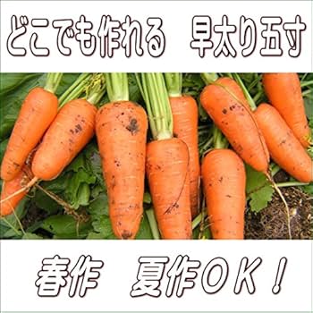にんじん お酒 スピリッツ ニッカ ウィルキンソン ジン 37° 1800ml