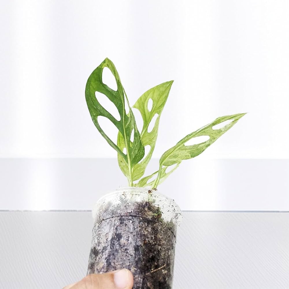 モンステラ MyFlora Monstera Adansonii Indo Mint Variegated Climbing