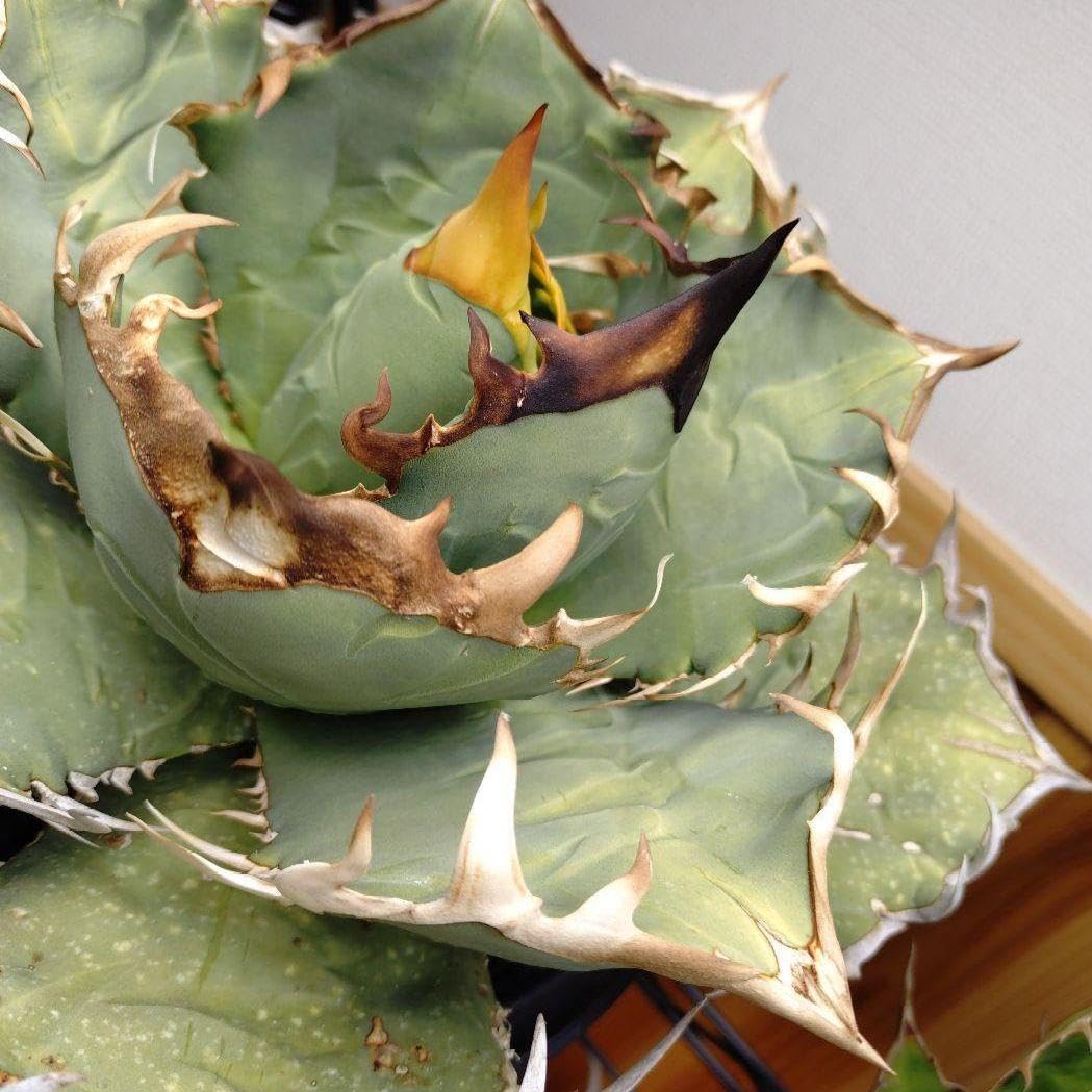 アガベ オアハカ 現地球 アガベ オテロイ オアハカ 現地球 アガベ