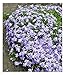 BALDUR Garten Blauer Teppich-Phlox, 3 Pflanzen winterhart Polsterphlox Polster-Flammenblume Polsterstauden Teppichphlox Moosphlox mehrjährig Phlox subulata, trockenresistent, bienenfreundlich, blühend