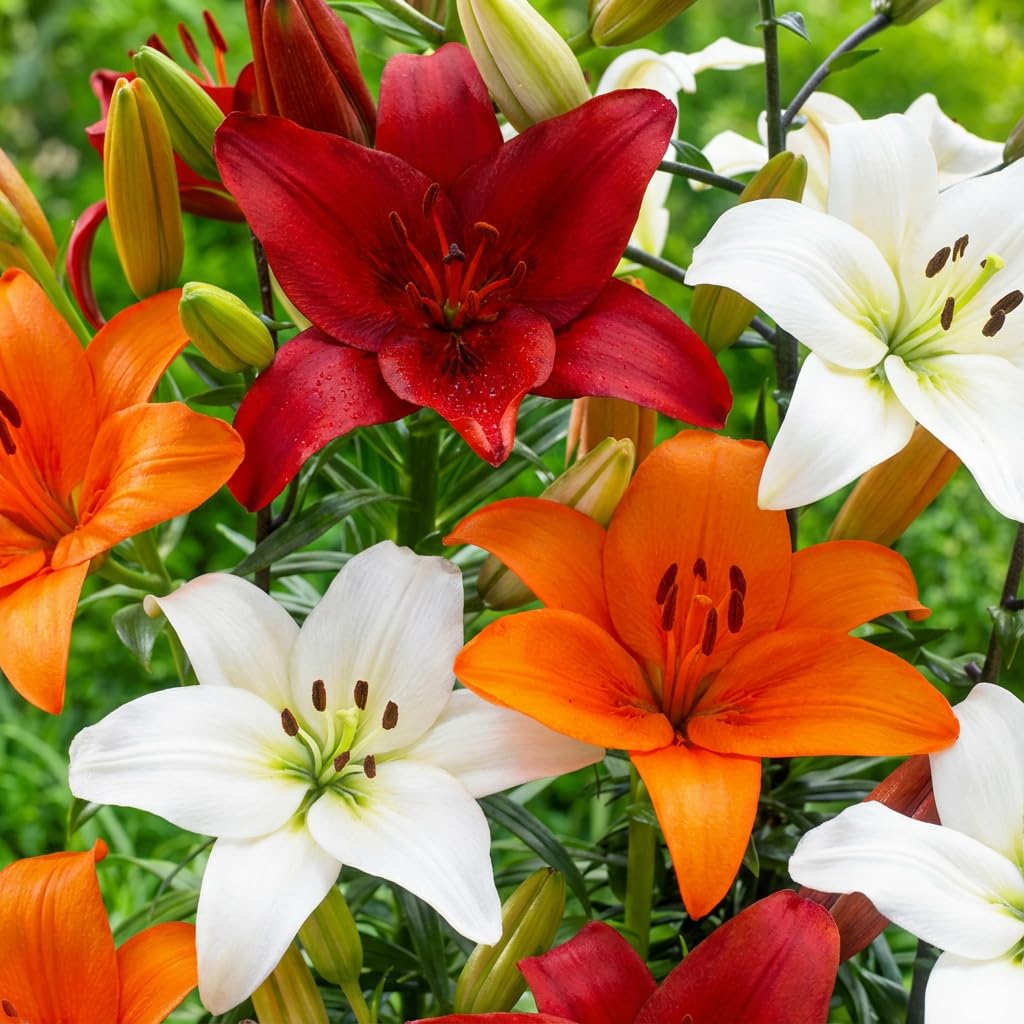 DUTCH BULBS EXCLUSIVE PLANTS FROM HOLLAND