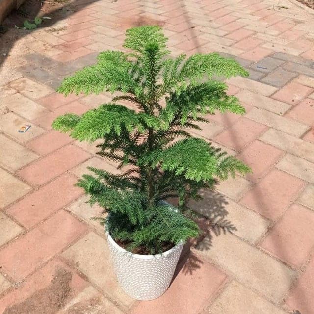 Araucaria/Christmas Tree in 10 Inch Live Indoor Plant Ceramic Pot (colour & design may vary)