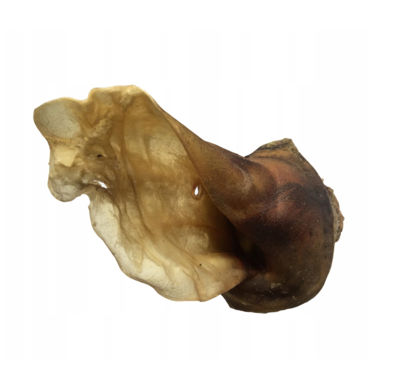 Premium Oreilles de bœuf pour Chiens, 1 kg, avec Coquillage pour Chiens de Grande Taille, XXL, Produit Naturel à mâcher, Lucze