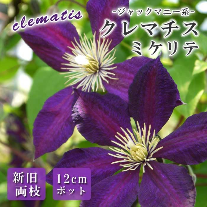 Amazon.co.jp: クレマチス ミケリテ 12cm 苗 紫色 【ジャックマニー系