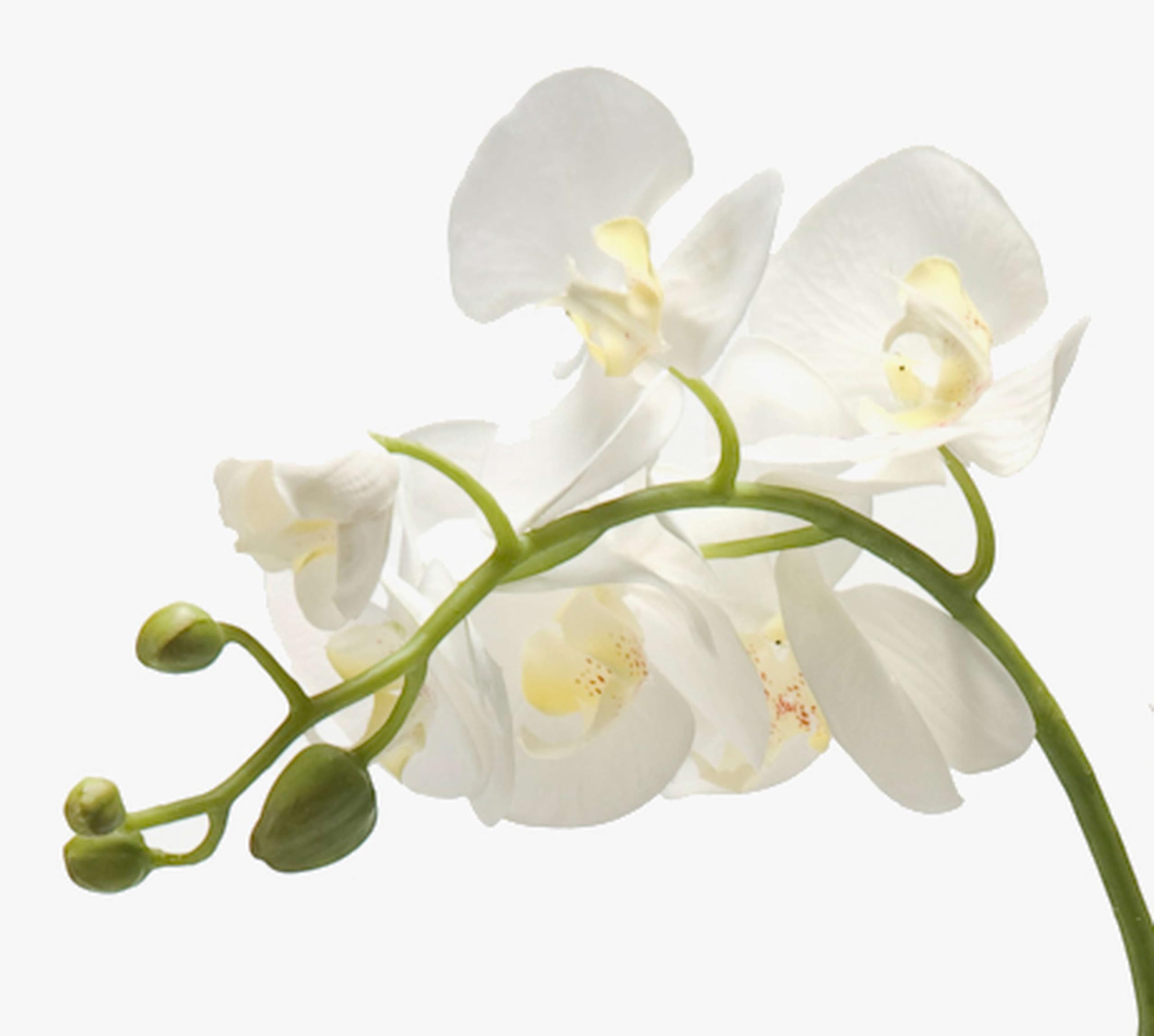 artplants.de Künstliche Phalaenopsis Orchidee Pabla im Erdballen, weiß - gelb, 70cm - hochwertige Kunstorchidee