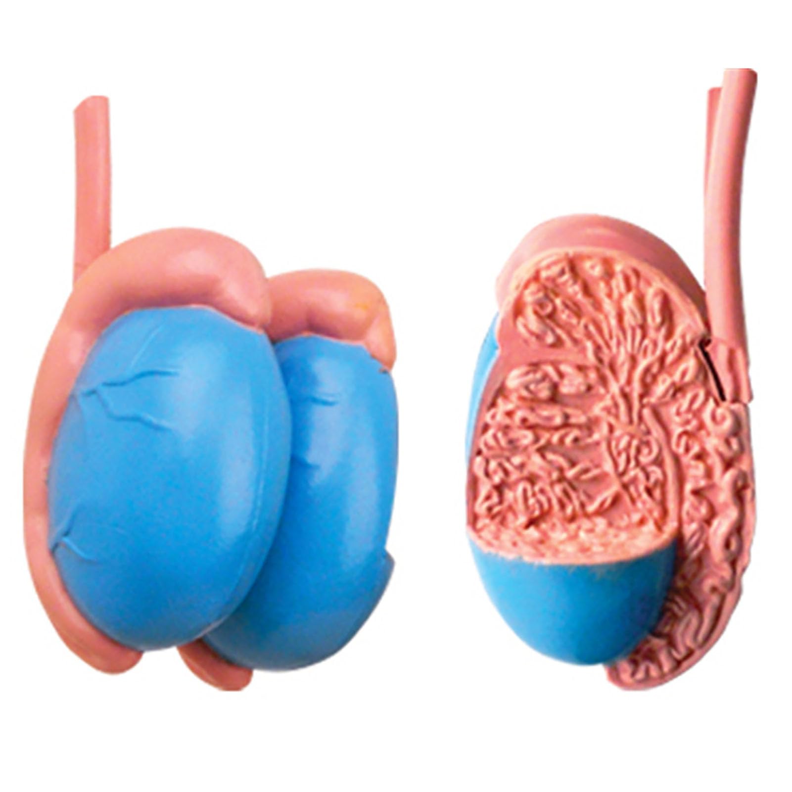 Model anatomii rozrodczej 4D dla mężczyzn do nauki w klasie medycznej - model narządów ludzkiego ciała do edukacji naukowej