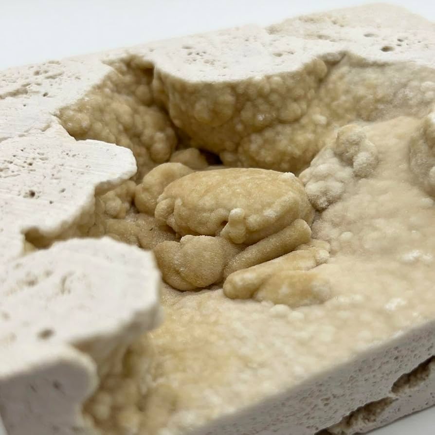 トルコ産　カニの化石　更新世　蟹化石 トルコ産カニの化石更新世蟹化石