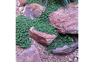 Carpet Vine Seeds: Lush Green Ground Cover from 200+ Dichondra Seeds