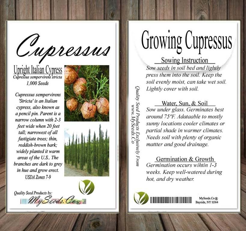 Miniatura 6 de Cupressus sempervirens stricta (ciprés italiano vertical), hoja perenne, grisáceo, follaje verde, pequeños conos marrones redondos, elige la