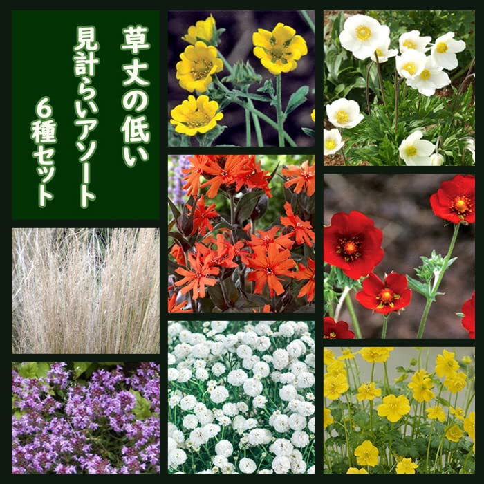 Amazon.co.jp: 宿根草 苗 セット 9cmロングポット 草丈の低い
