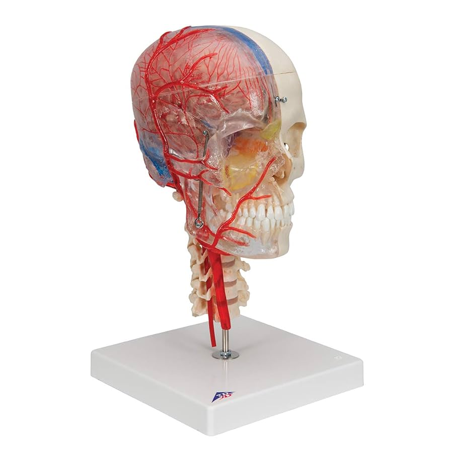 Amazon.com: 3B Scientific A283 Bonelike Human Skull Model