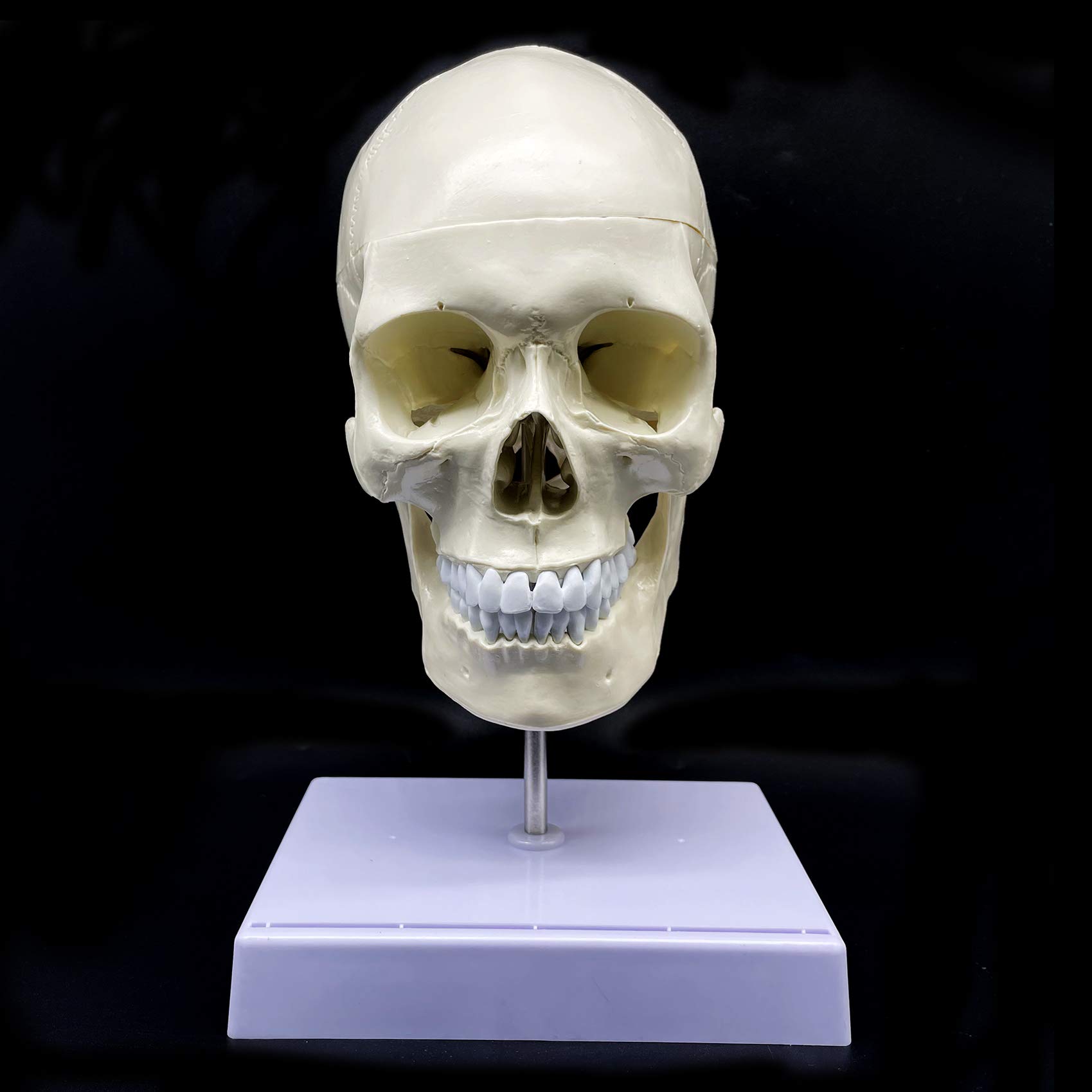 Modelo anatómico de cráneo humano con cerebro y vértebra cervical, anatomía de tamaño real para ciencias, aula, estudio, exhibición, modelo de enseñanza