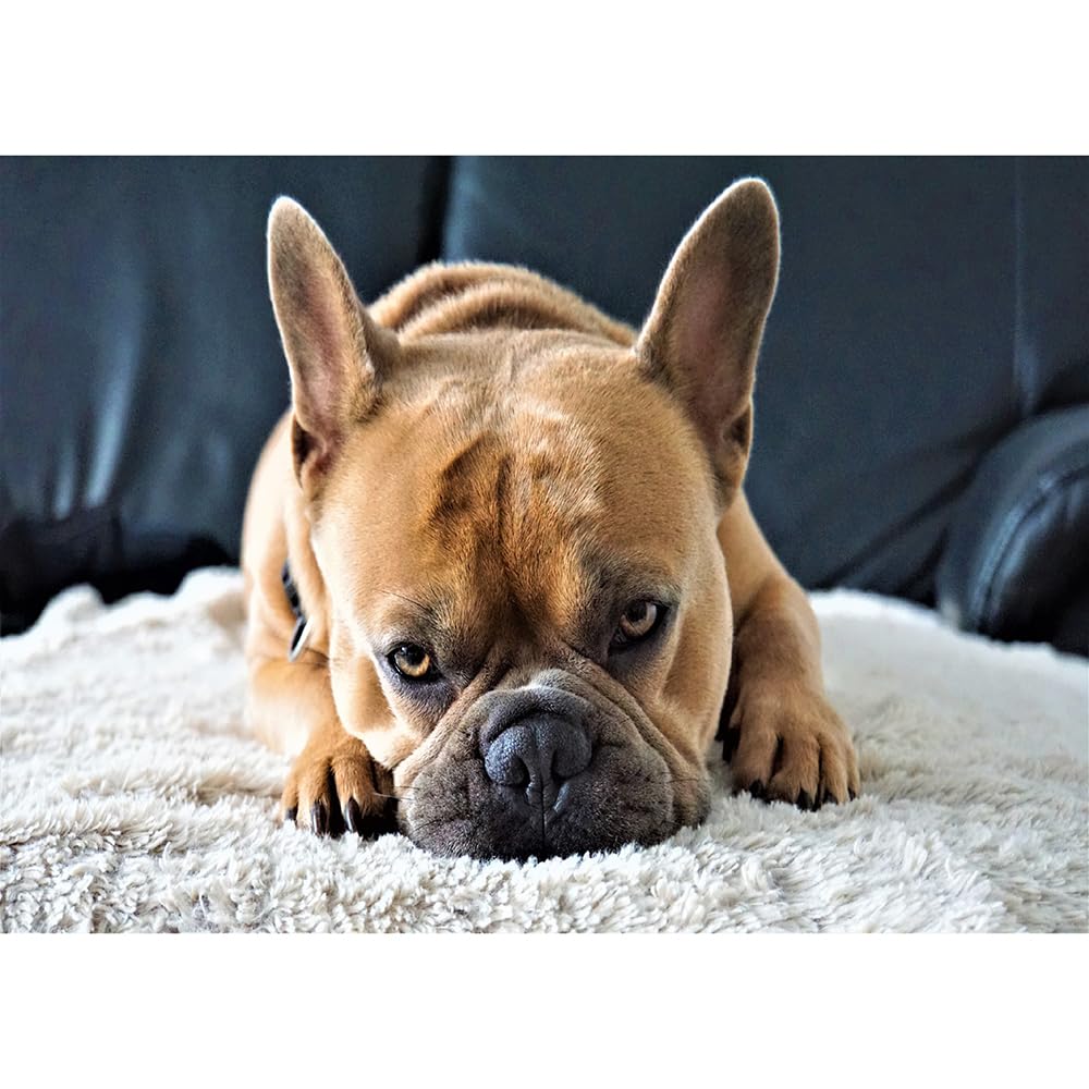 1000（52x38cm）‑Piece Adult Jigsaw Puzzle, French Bulldog Pet Dog, Suitable for Adult Stress Relief, Leisure Games and Home Wall Decoration