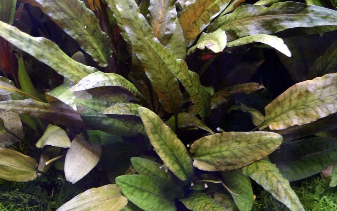 Maalavya Live Aquarium Aquatic Plant Cryptocoryne wendtii Tropica Live Plant with Pot 3 to 5 leaves (B0BN5HP6MY) Amazon Price History, Amazon Price Tracker