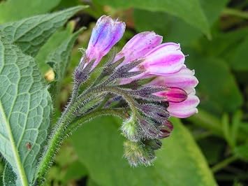 5 Comfrey Root Cuttings - Bocking 14 cultivar | by Marsh Creek Farmstead 5