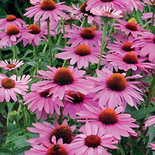 Echinacea 'Purpurea' Primadonna Deep Rose Perennial Plug Plants Pack x6