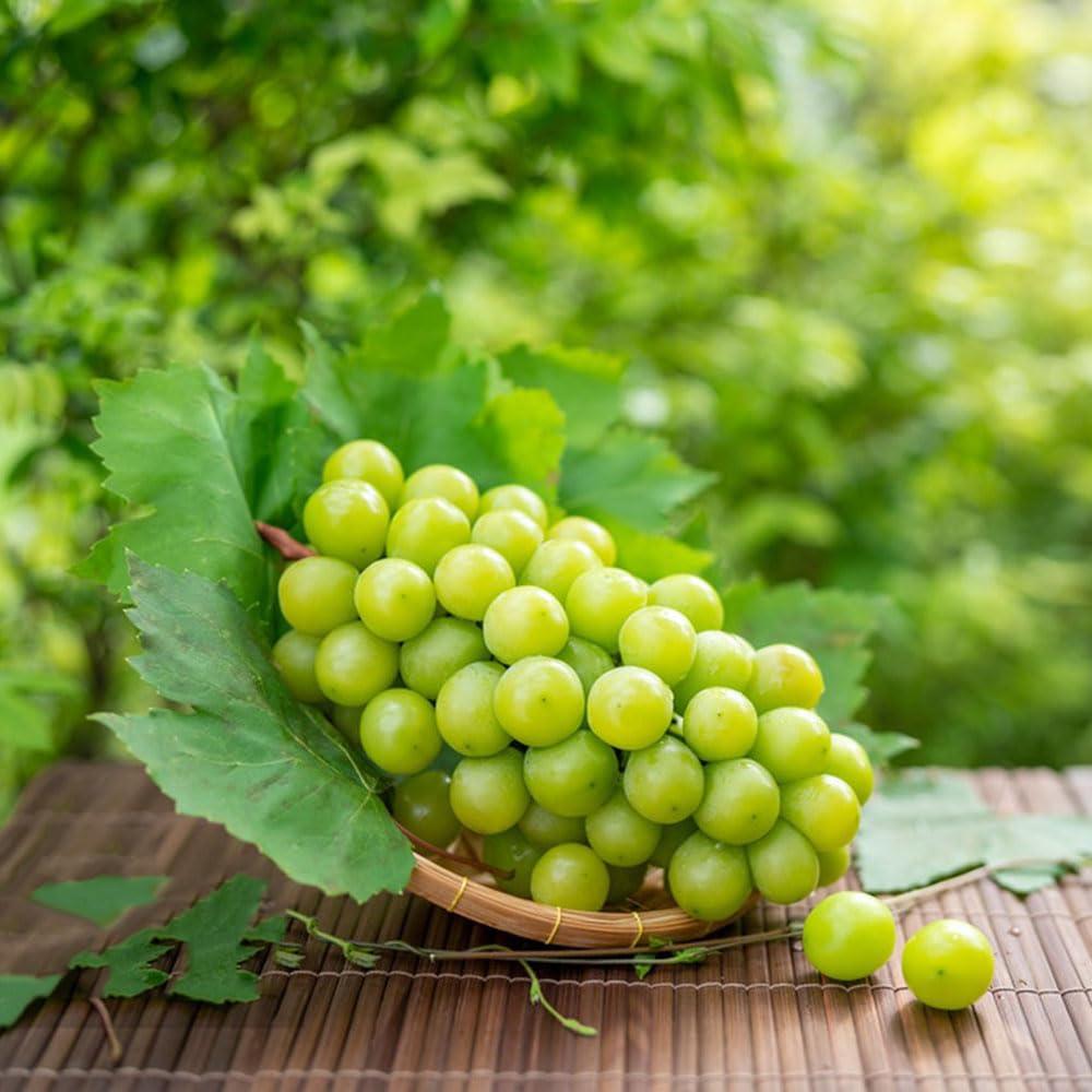 5Rhizome/Traubenwurzel trauben weintrauben Leicht zu züchten obstpflanzen