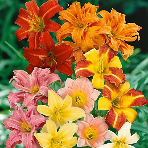 5 Semi di Hemerocallis Hybrid Mix Winterharte Taglilie