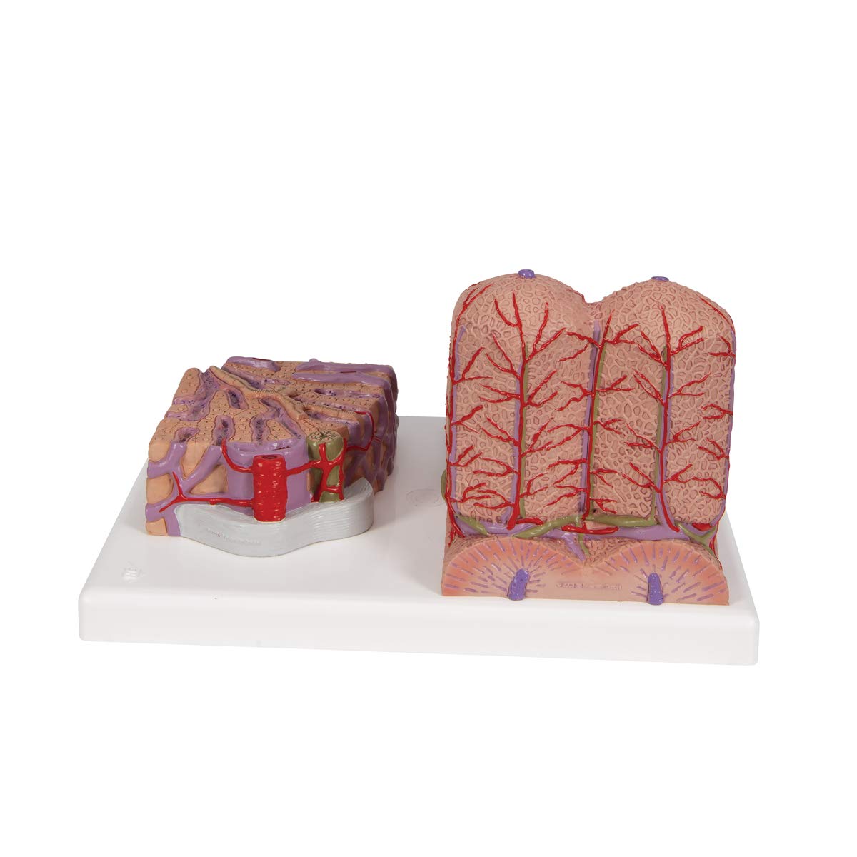 3B Scientific Menschliche Anatomie - 3B MICROanatomy™ Leber + kostenlose Anatomie App - 3B Smart Anatomy