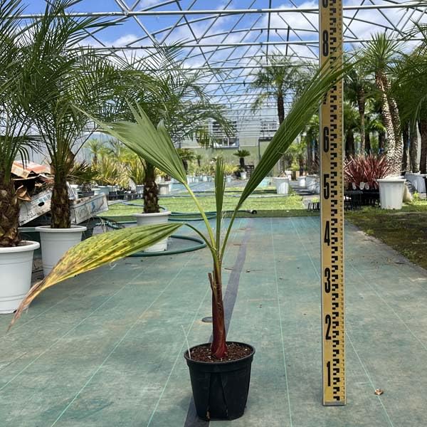 Amazon｜ワシントニア ワシントンヤシ ヤシの木 パームツリー 観葉植物