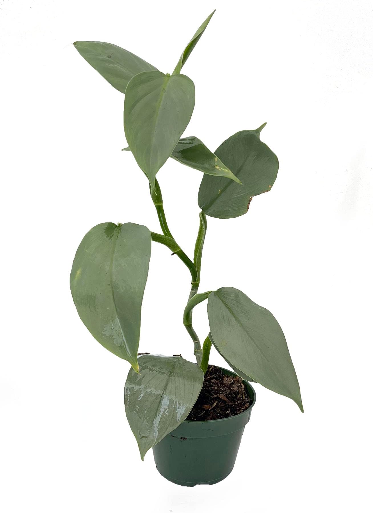 Silver Sword Philodendron Live Plant in a 4 Inch Pot