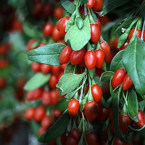1 Red Goji Berry Plant Live 8 Inc Height (Starter Plant) - Goji Berry Fruits For Planting #TOP1