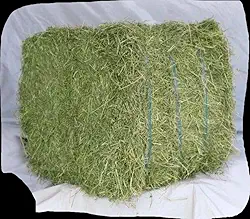 Feno Tifton 85 para Roedores e Porquinho da India 1 kg