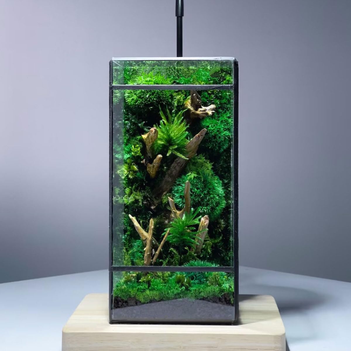 Luxshiny Kleines Handgefertigtes Glas Terrarium aus Glas und Zinn mit Geometrischem Design Geeignet als Ökosystem Terrarium für Wohnzimmer und Kreative Dekoration