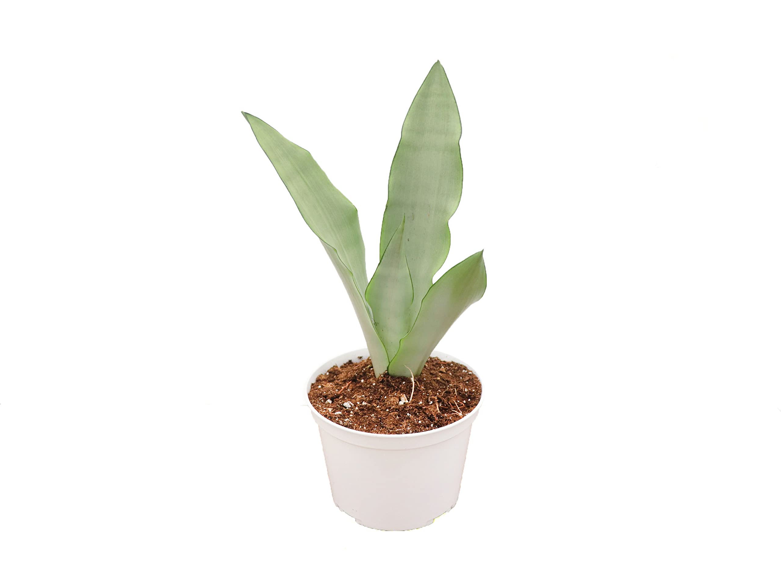 Sansevieria Snake Plant Moonshine