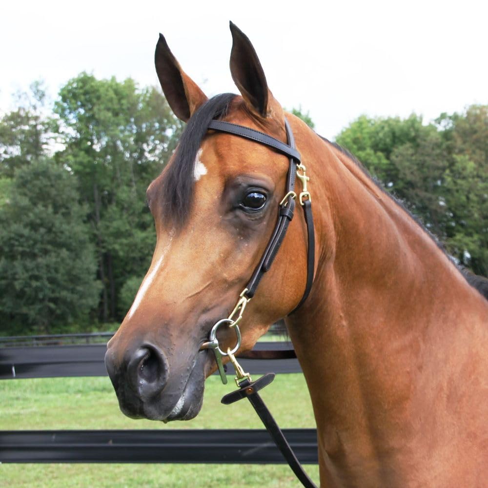 Billy Royal Arabian Training Bridle for Horses | 5/8