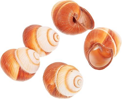 Miniatura 7 de 2 unidades de caracol de calidad de restaurante Escargot caracol decorativo francés conchas 5 unids*2