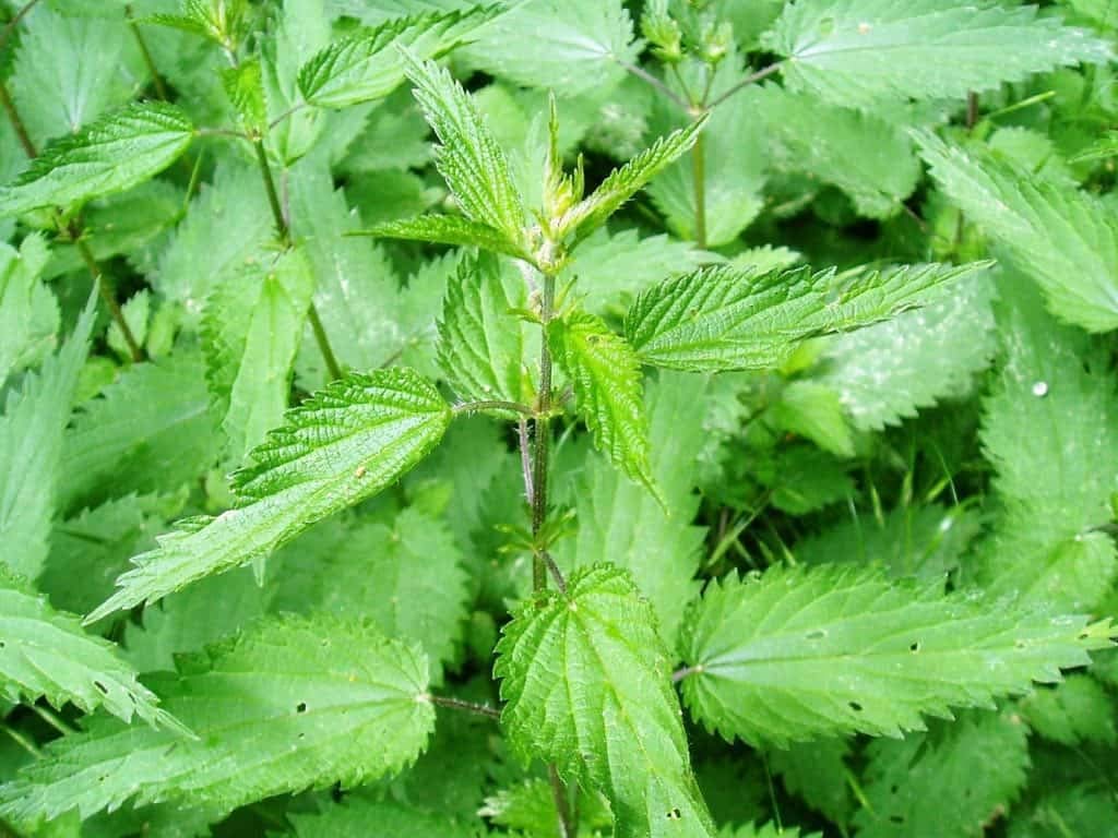 Extracto de ortiga ecológico. 1 litro - Fungicida, insecticida y acaricida. Tratamiento válido para 900 litros de agua