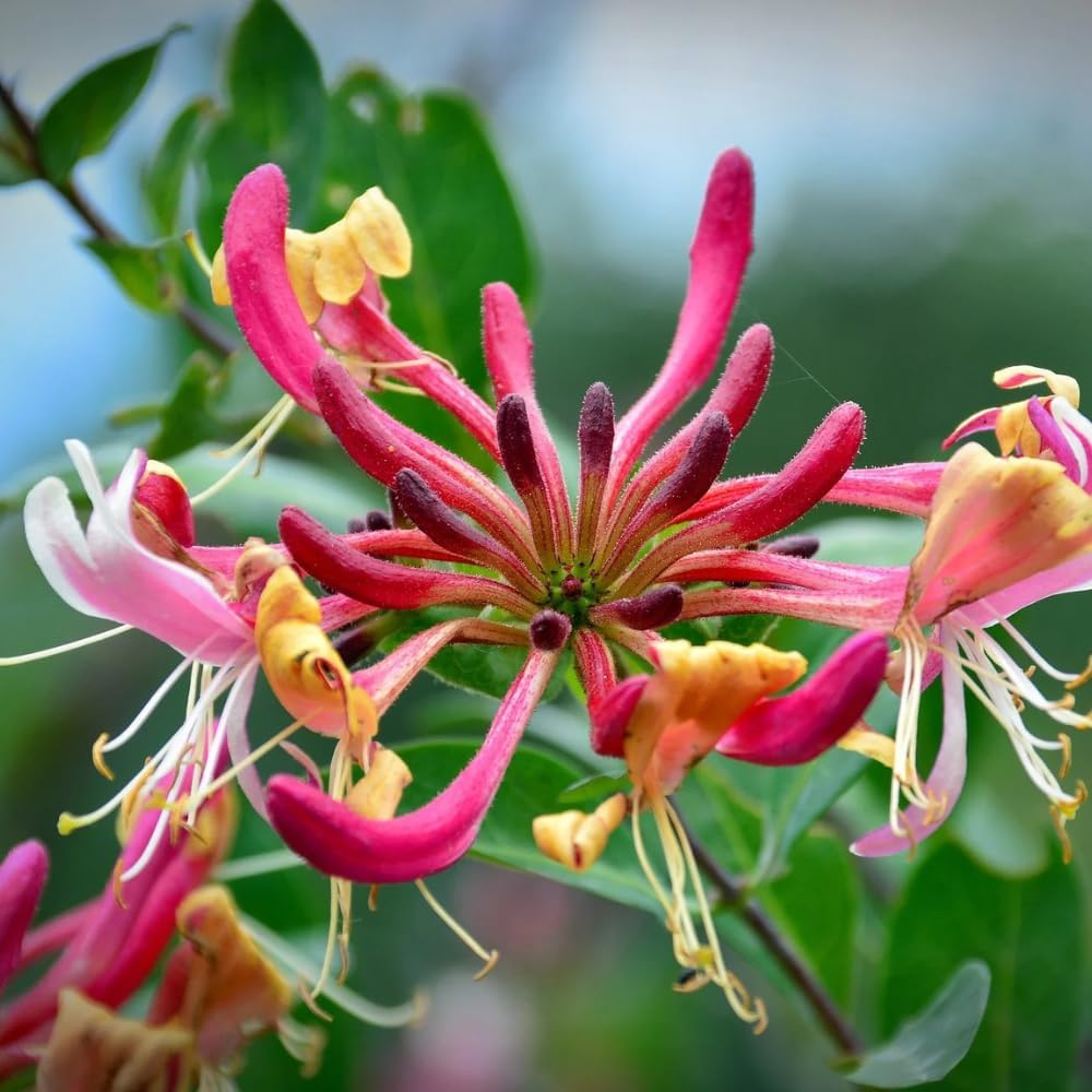 Honeysuckle Live Plant, Fragrant Honeysuckle Vines, Perennial Lonicera Bush for Outdoor Garden 3-6 Inches (Red)
