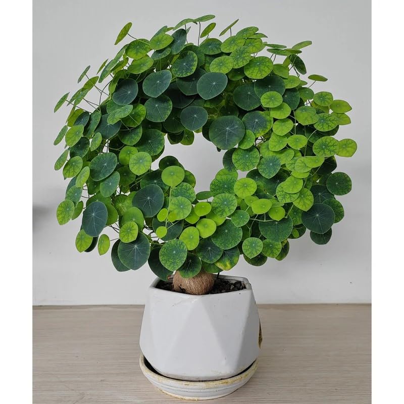Stephania Erecta Bulb Plant, Round Leaf Indoor Houseplant with White Geometric Planter, Live Tropical Caudex Pack of 1-image-48