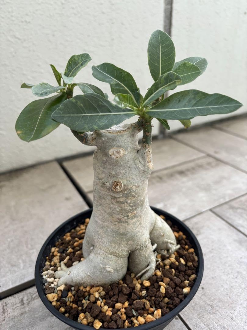 Amazon.co.jp: アデニウム タコ足 大株 塊根植物 コーデックス