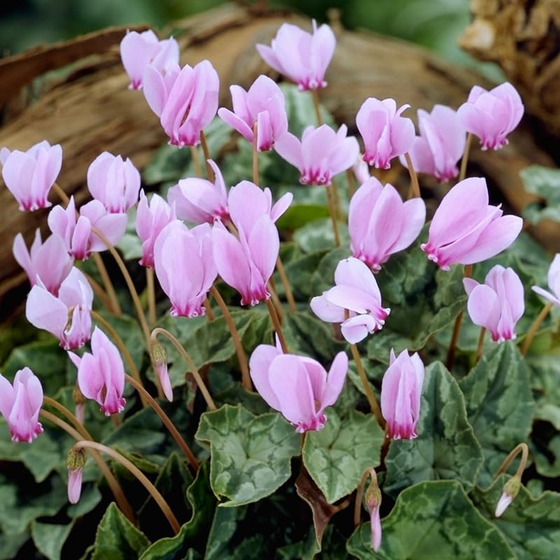 Hardy Fall Cyclamen Flower Bulbs