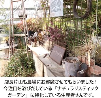 Amazon.co.jp: ロックガーデンセット 定番のアガベ・コルジリネ