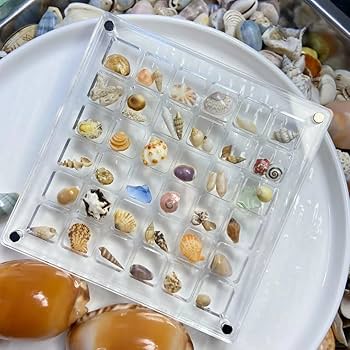 貝の置物 61qaqlqI8qL.jpg_BO30,255,255,