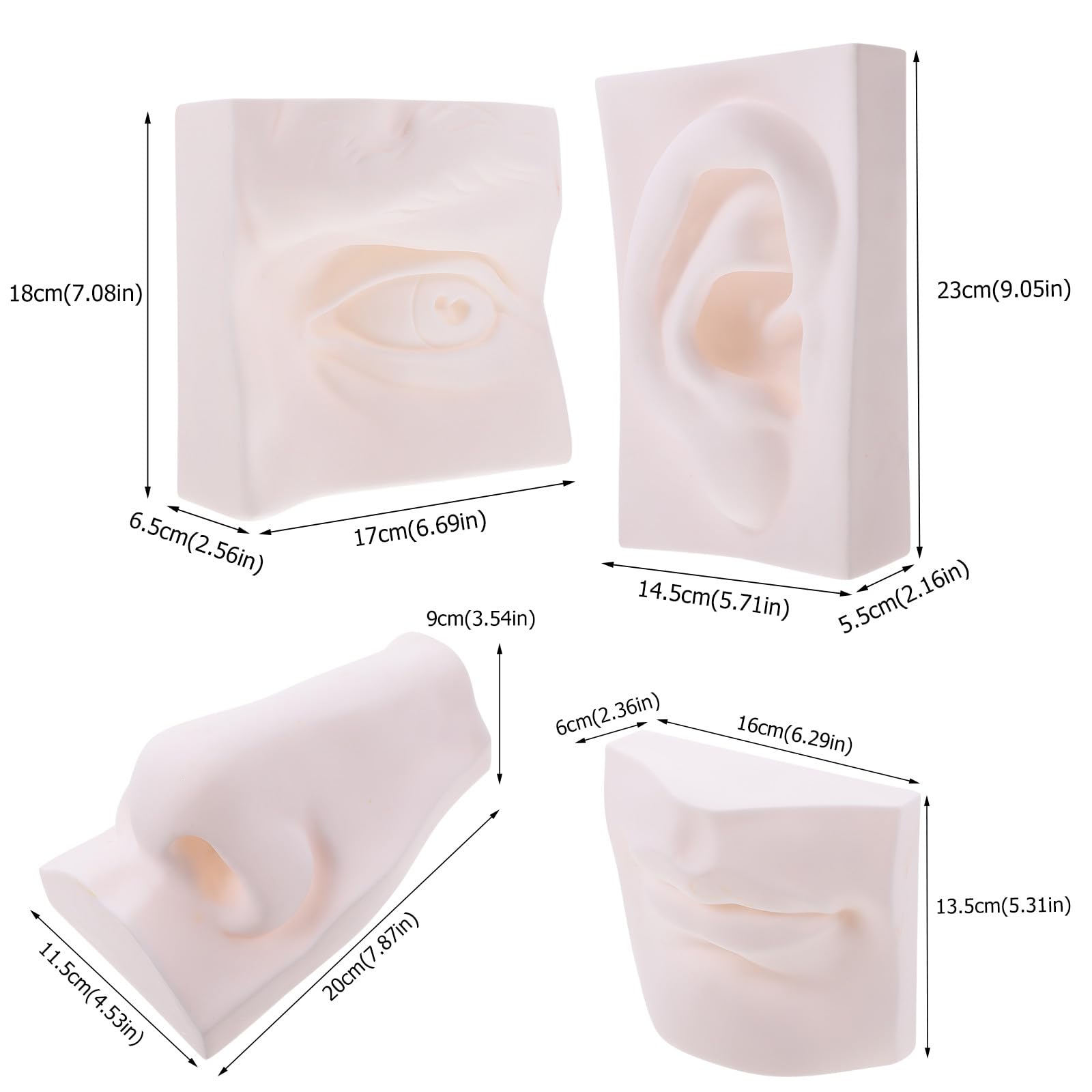 Modello Creativo di Organo di Senso in Plastica Morbida Bianco per Schizzo e Pittura, Superficie Liscia, per Decorazione e Studio in Camera da Letto