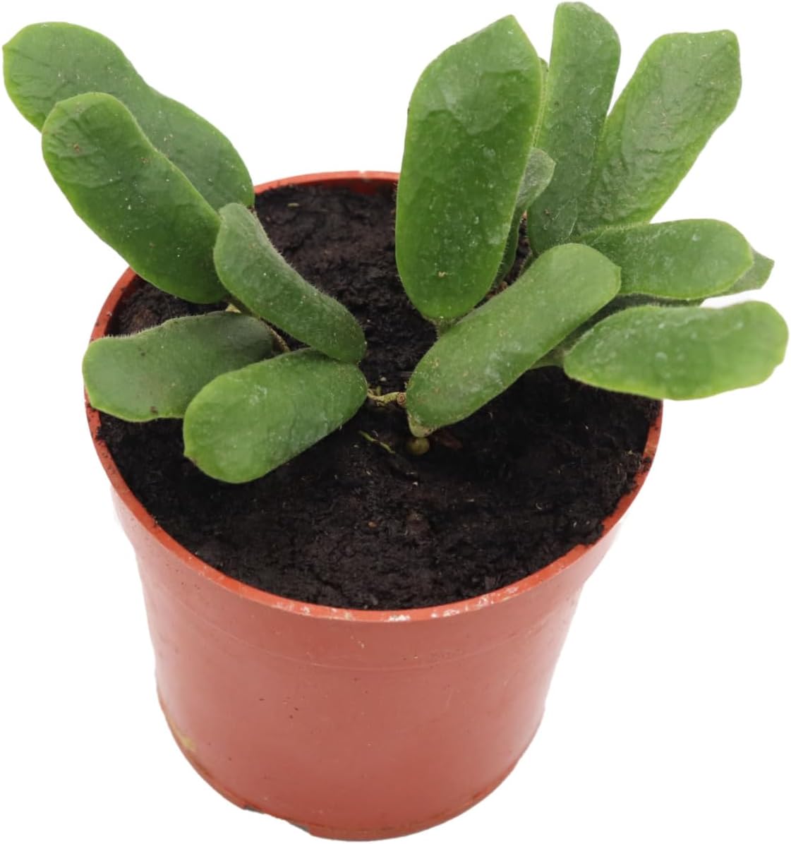 Rare Hoya Rotundiflora 4" from California Tropicals