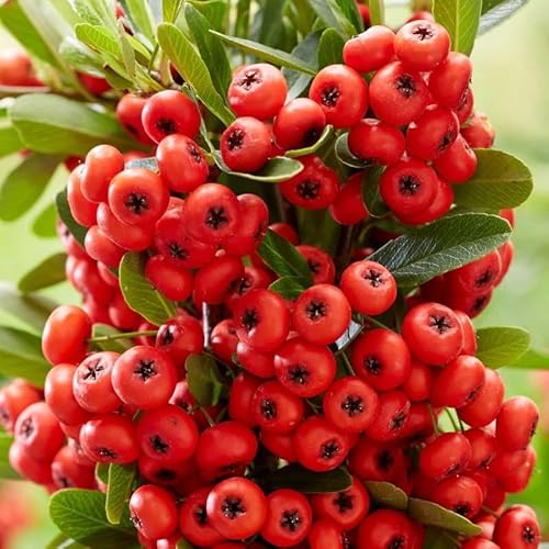 How to wire pyracantha bonsai