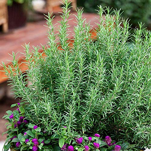 10 Fresh cuttings Rosemary Herbal Culinary Spices Leaves sprigs, Cut to Order