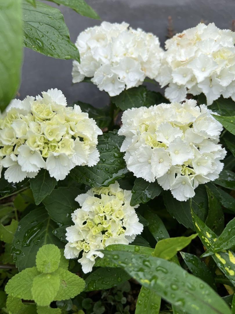 紫陽花白写真品物１０寸 Amazon.co.jp: 紫陽花 アジサイ ホワイト 花苗 : ホビー