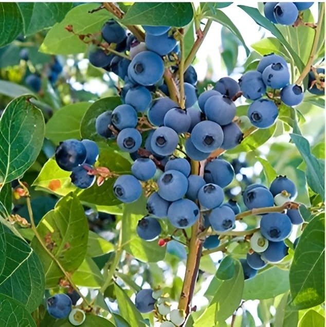 Oxiflora Dwarf Blueberry Fruit Live Plant 1 Healthy Live Plant (B0CS9CJN3L) Amazon Price History, Amazon Price Tracker