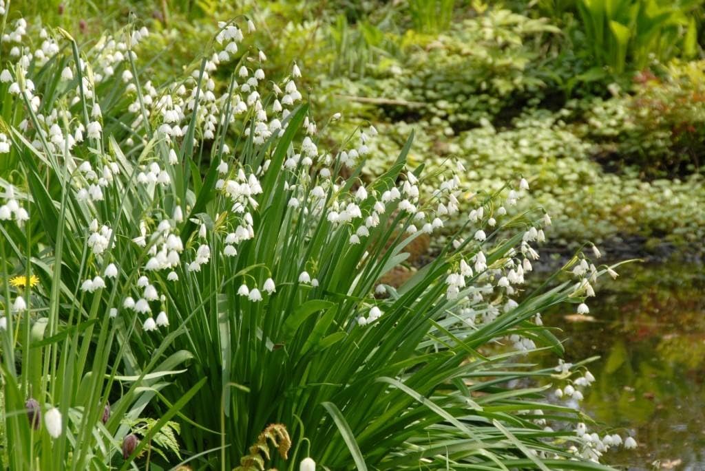 Leucojum Gravetye Giant - BIO 125 Blumenzwiebeln aus Holland