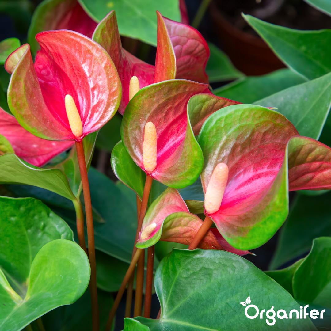 Anthurium Engrais liquide – Engrais liquide organique pour fleurs abondantes & racines solides – Favorise les tiges & vitalité – Organifer (1L)