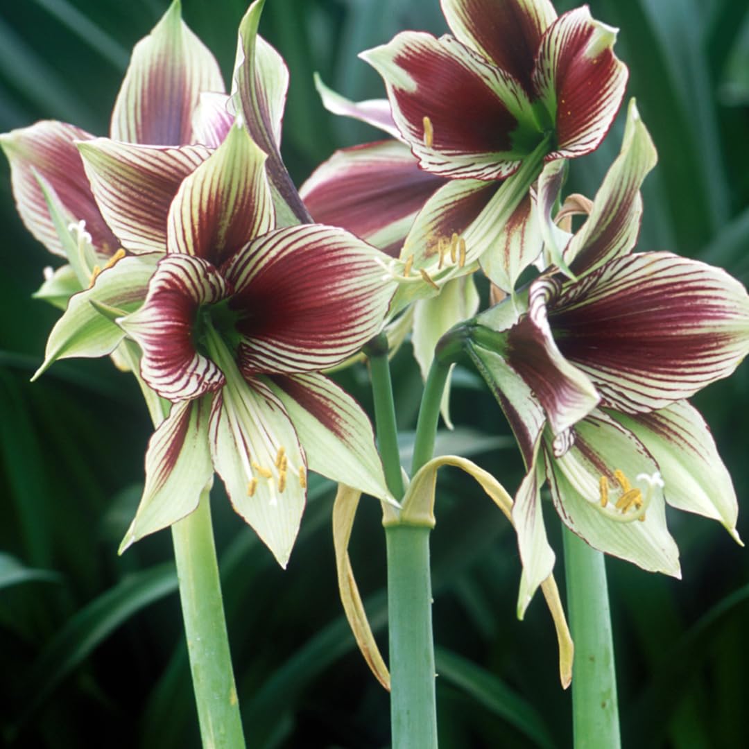 Amazon.co.jp: アマリリス パピリオ 彼岸花 南米 ブラジル産