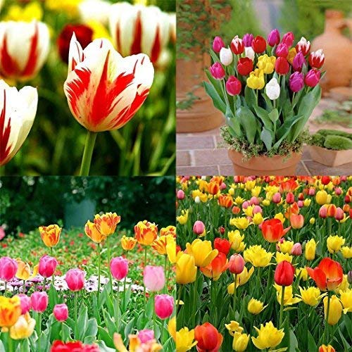 30 Pieces Tulip Seeds Flower Seeds Pear Colourful Flower Seeds Tulips